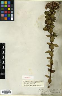 Type specimen at Edinburgh (E). Hartweg, Karl: 1104. Barcode: E00433258.