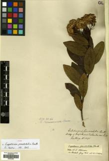 Type specimen at Edinburgh (E). Hartweg, Karl: 1095. Barcode: E00433266.