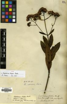 Type specimen at Edinburgh (E). Hartweg, Karl: 1106. Barcode: E00433268.