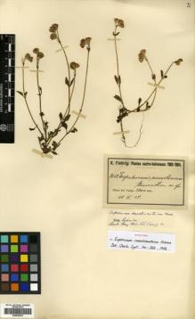 Type specimen at Edinburgh (E). Fiebrig, Karl: 3152. Barcode: E00433270.