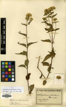 Type specimen at Edinburgh (E). Fiebrig, Karl: 3522. Barcode: E00433280.