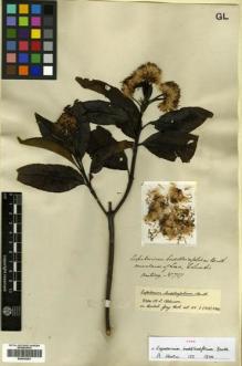 Type specimen at Edinburgh (E). Hartweg, Karl: 757. Barcode: E00433281.