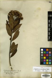 Type specimen at Edinburgh (E). Hartweg, Karl: 1099. Barcode: E00433283.