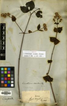 Type specimen at Edinburgh (E). Gardner, George: 4231. Barcode: E00433291.