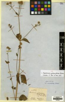 Type specimen at Edinburgh (E). Gardner, George: 3832. Barcode: E00433292.