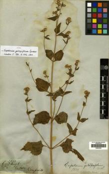 Type specimen at Edinburgh (E). Gardner, George: 3832. Barcode: E00433293.