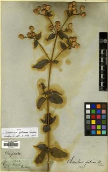 Type specimen at Edinburgh (E). Gardner, George: 3828. Barcode: E00433297.