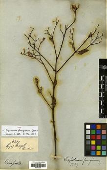 Type specimen at Edinburgh (E). Gardner, George: 4217. Barcode: E00433300.