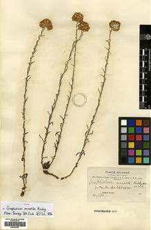 Type specimen at Edinburgh (E). Bang, Miguel: 1035. Barcode: E00433302.