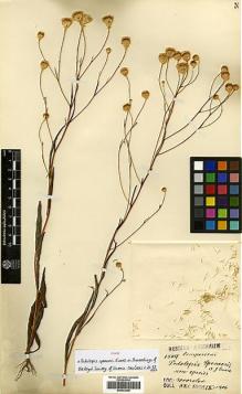 Type specimen at Edinburgh (E). Koch, Max: 1509. Barcode: E00433306.