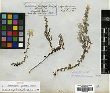 Type specimen at Edinburgh (E). Hooker, Joseph: . Barcode: E00433310.