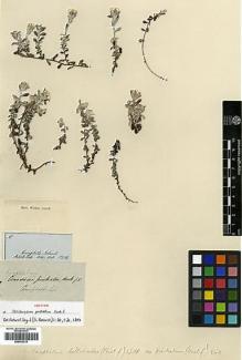 Type specimen at Edinburgh (E). Hooker, Joseph: . Barcode: E00433311.
