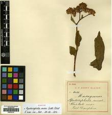 Type specimen at Edinburgh (E). Scott-Elliot, George: 3014. Barcode: E00433313.