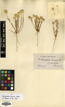 Type specimen at Edinburgh (E). Drummond, James: 161. Barcode: E00433317.