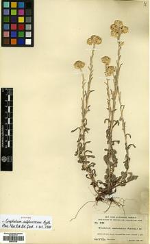 Type specimen at Edinburgh (E). Rydberg, Pehr; Bessey, Ernst: 5135. Barcode: E00433320.