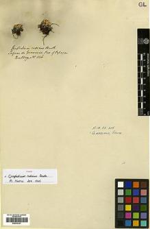 Type specimen at Edinburgh (E). Hartweg, Karl: 1146. Barcode: E00433321.