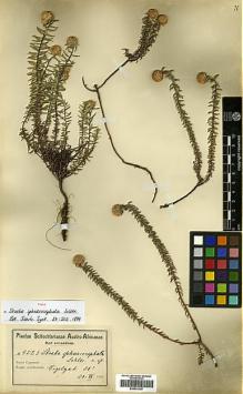 Type specimen at Edinburgh (E). Schlechter, Friedrich: 9523. Barcode: E00433325.