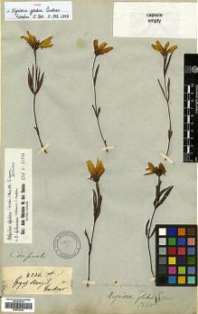 Type specimen at Edinburgh (E). Gardner, George: 4236. Barcode: E00433328.
