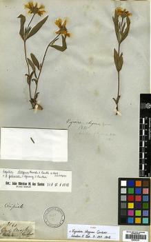 Type specimen at Edinburgh (E). Gardner, George: 3860. Barcode: E00433331.