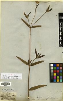 Type specimen at Edinburgh (E). Gardner, George: 3863. Barcode: E00433334.