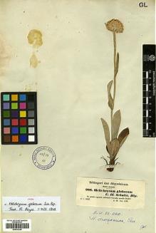 Type specimen at Edinburgh (E). Schimper, Georg: 988. Barcode: E00433340.