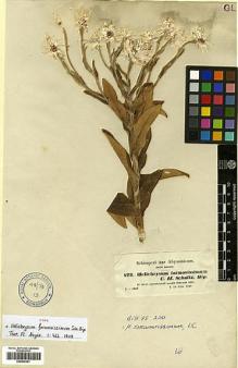 Type specimen at Edinburgh (E). Schimper, Georg: 672. Barcode: E00433341.