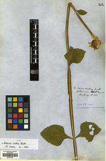 Type specimen at Edinburgh (E). Hartweg, Karl: 315. Barcode: E00433348.