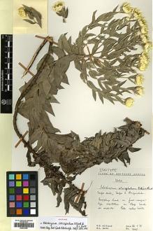 Type specimen at Edinburgh (E). Hilliard, Olive; Burtt, Brian: 8045. Barcode: E00433350.