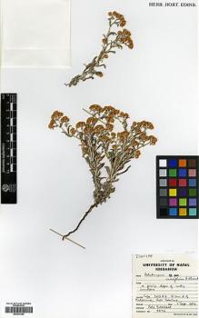Type specimen at Edinburgh (E). Goldblatt, Peter: 4072. Barcode: E00433352.