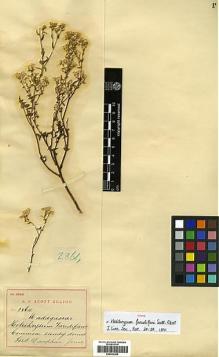 Type specimen at Edinburgh (E). Scott-Elliot, George: 2864. Barcode: E00433354.