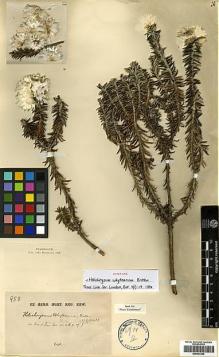 Type specimen at Edinburgh (E). Buchanan, John: 950. Barcode: E00433355.