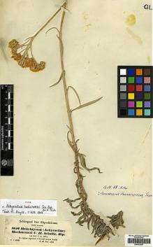 Type specimen at Edinburgh (E). Schimper, Georg: 1058. Barcode: E00433357.