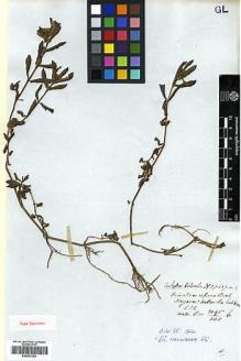 Type specimen at Edinburgh (E). Wallich, Nathaniel: 3195/305. Barcode: E00433365.