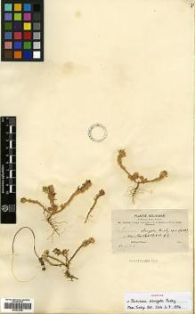 Type specimen at Edinburgh (E). Bang, Miguel: 1140. Barcode: E00433368.