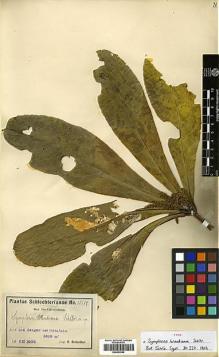 Type specimen at Edinburgh (E). Schlechter, Friedrich: 15507. Barcode: E00433369.