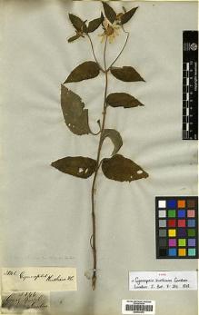 Type specimen at Edinburgh (E). Gardner, George: 3846. Barcode: E00433374.