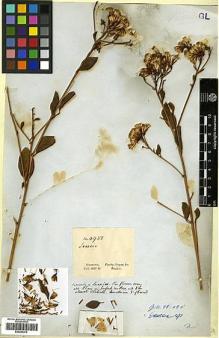 Type specimen at Edinburgh (E). Gardner, George: 4938. Barcode: E00433375.