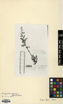 Type specimen at Edinburgh (E). Edelberg, Lennart: 2056. Barcode: E00433377.
