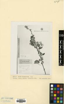 Type specimen at Edinburgh (E). Turkevicz, S.Ju.: 823. Barcode: E00433393.