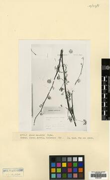 Type specimen at Edinburgh (E). Turkevicz, S.Ju.: 716. Barcode: E00433399.