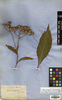 Type specimen at Edinburgh (E). Spruce, Richard: 6472. Barcode: E00433409.
