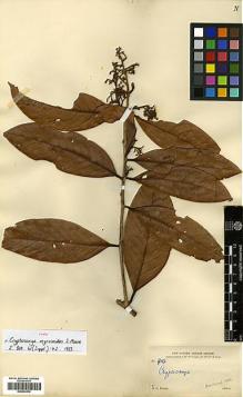Type specimen at Edinburgh (E). Forbes, Henry: 410. Barcode: E00433410.