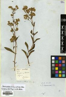 Type specimen at Edinburgh (E). Gillies, John: 162. Barcode: E00433411.