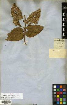 Type specimen at Edinburgh (E). Vauthier: 286. Barcode: E00433412.