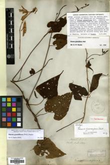 Type specimen at Edinburgh (E). Wallich, Nathaniel: 1324. Barcode: E00433672.