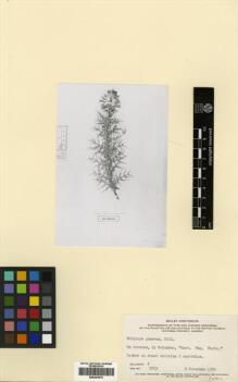 Type specimen at Edinburgh (E). : . Barcode: E00433675.