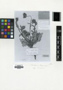 Type specimen at Edinburgh (E). Bourgeau, Eugène: 335. Barcode: E00433680.