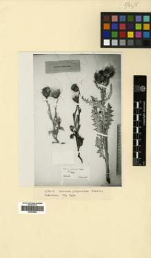 Type specimen at Edinburgh (E). Becker, Alexander: 36. Barcode: E00433684.