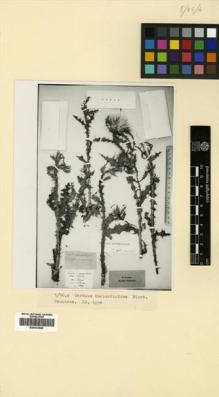 Type specimen at Edinburgh (E). Fischer, Friedrich Ernst Ludwig von: . Barcode: E00433685.