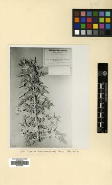 Type specimen at Edinburgh (E). Schelkovnikov, Alexandr: . Barcode: E00433690.